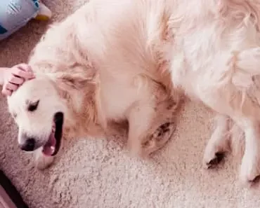 This Is How To Take Care Of a Pregnant Golden Retriever
