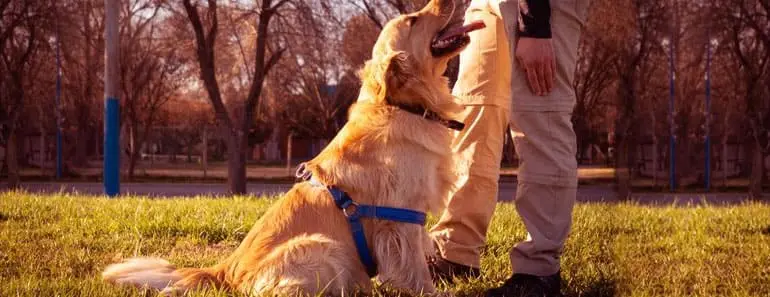 Golden Retriever Service Dogs
