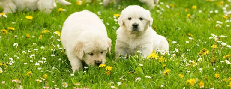 Golden Retriever Names: I Bet You’ll Love These!