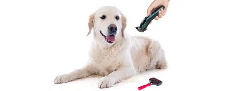 Shave a Golden Retriever