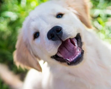 Don’t pick a Golden Retriever Puppy Until You Read This!