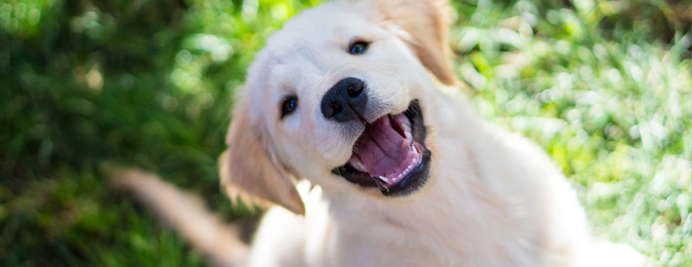 Pick a golden retriever puppy