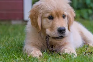 Raising a 4-Month-Old Golden Retriever: Training, Chewing, and More