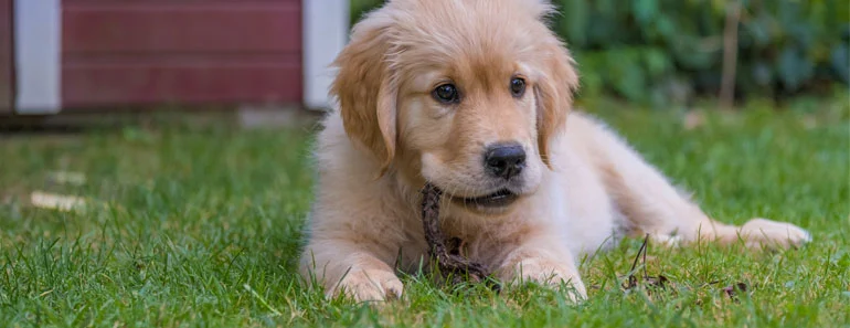  4-Month-Old Golden Retriever