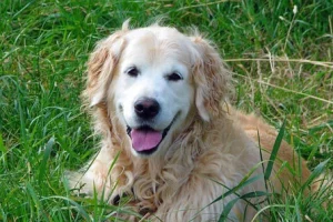 Unraveling the Mystery of Curly Golden Retriever