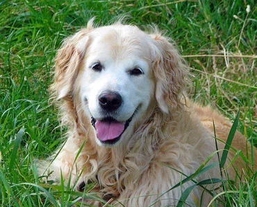 Unraveling the Mystery of Curly Golden Retriever