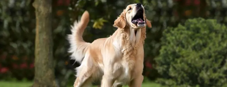 golden retriever barking