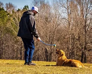 Golden Retriever obedience training : How to Train Your Golden Like a Pro