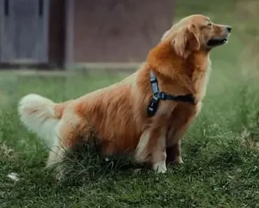 20 Common Golden Retriever Myths and Misconceptions: You Need to Stop Believing