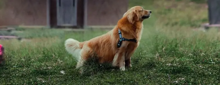Golden Retriever myths and misconceptions