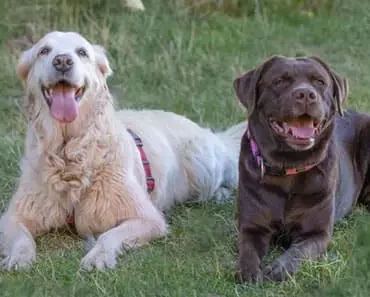 Golden Retriever vs Labrador: You’ll Be Very Surprised!