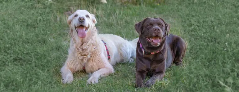 Golden Retriever vs Labrador