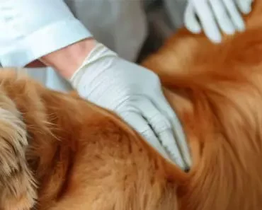 Ticks on Golden Retrievers: Causes, Prevention, and Treatment
