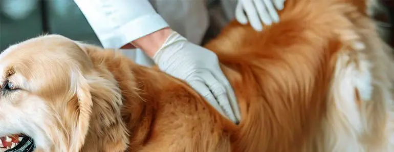 ticks on golden retriever