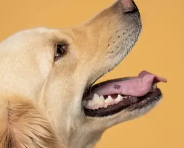 Why Is There a Black Spot on Golden Retriever’s Tongue?