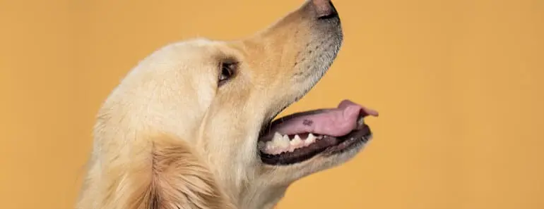 Black Spot on golden retriever's Tongue