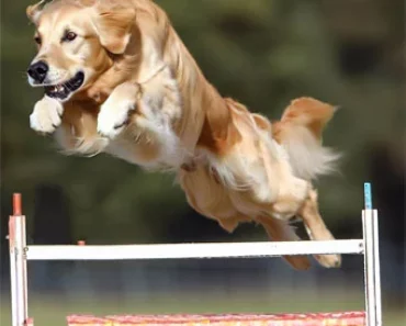 Golden Retriever Agility Training : The Benefits And Tips