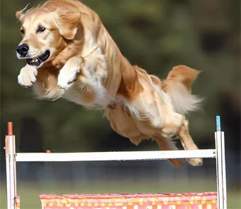 Golden retriever agility dog training