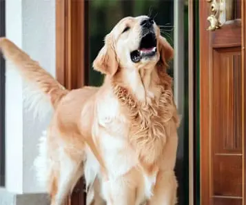  Golden barks excessively at the sound of the doorbell