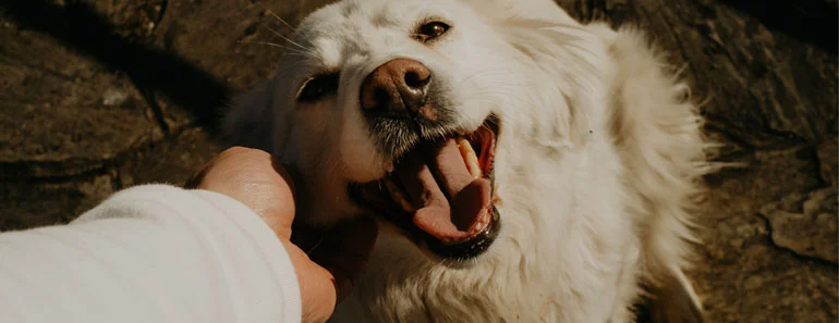 Golden Retriever therapy