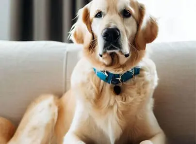 Golden Retriever wearing a blue collar