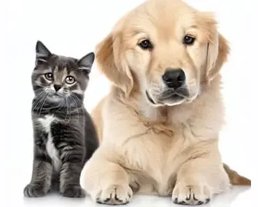 Tips for Integrating Golden Retrievers and Cats