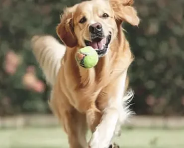 10 exciting games to play with a golden retriever