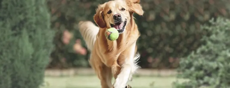 play with a golden retriever