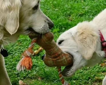 Top 5 Rope Toys for Golden Retrievers