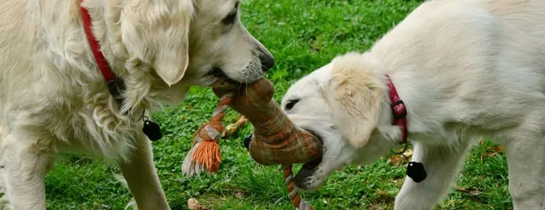 Rope Toys for Golden Retrievers