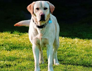 Labrador Retriever origin 