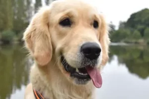 Microchipping Your Golden Retriever: What You Need to Know